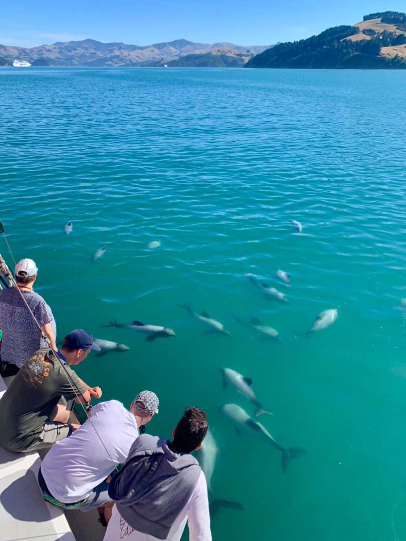 Enjoy watching playful dolphins